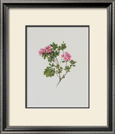Alpine Rose by Moritz Michael Daffinger Pricing Limited Edition Print image