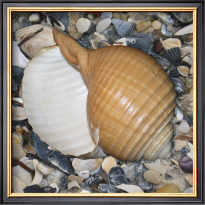 Shell Study I by Nick Biscardi Pricing Limited Edition Print image