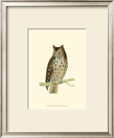 Mottled Owl by Reverend Francis O. Morris Pricing Limited Edition Print image