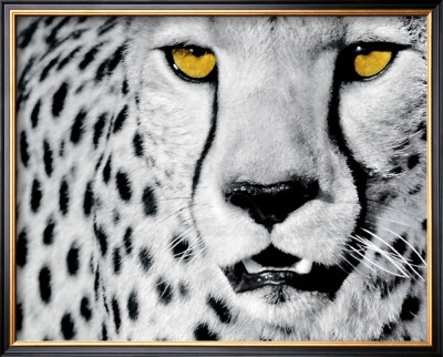 White Cheetah by Rocco Sette Pricing Limited Edition Print image