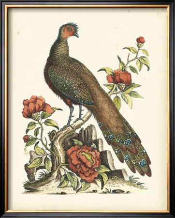 Regal Pheasants Iii by George Edwards Pricing Limited Edition Print image
