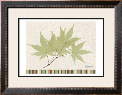 Trimmed Maple by Albert Koetsier Pricing Limited Edition Print image