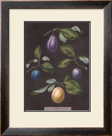 Plums by George Brookshaw Pricing Limited Edition Print image