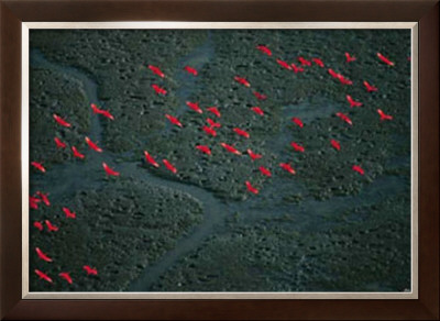 Vol Ibis by Yann Arthus-Bertrand Pricing Limited Edition Print image