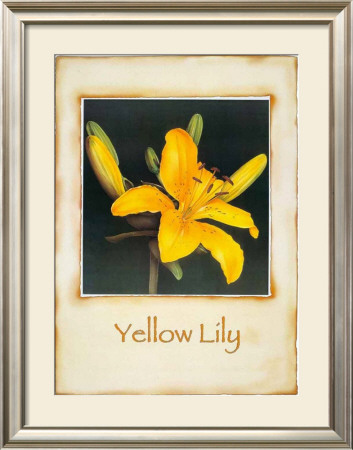Yellow Lily by Richard Penn Pricing Limited Edition Print image