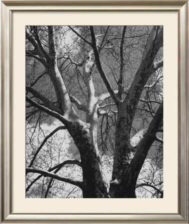 Classic Birch Ii by Ethan Harper Pricing Limited Edition Print image