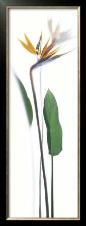 Strelitzia Reginae by Richard Fischer Pricing Limited Edition Print image