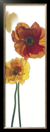 Papaver Nudicaule Cv. by Richard Fischer Pricing Limited Edition Print image