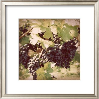 Vintage Grape Vines Ii by Jason Johnson Pricing Limited Edition Print image