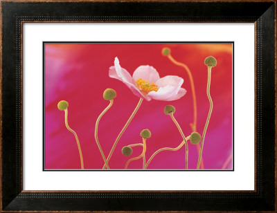 Japanese Anemone by Andy Small Pricing Limited Edition Print image