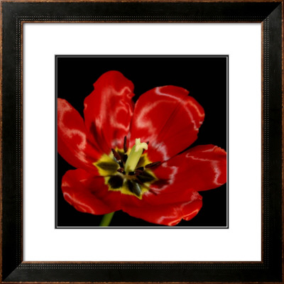 Shimmering Tulips Iii by Renee Stramel Pricing Limited Edition Print image