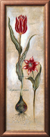 Tulipa Violoncello Iv by Augustine (Joseph Grassia) Pricing Limited Edition Print image
