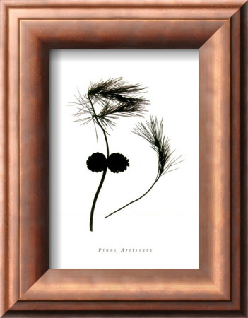 Sprigs Iv by William Cahill Pricing Limited Edition Print image