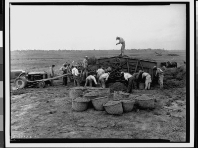 Black Workers Picking Peanuts From Vines And Filling Large Baskets With Them, On Farm by George W. Ackerman Pricing Limited Edition Print image