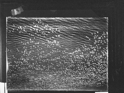 Massive Migration Of White Snow Geese Flying Over The Wind-Swept Waters Of Back Bay, Va by Margaret Bourke-White Pricing Limited Edition Print image