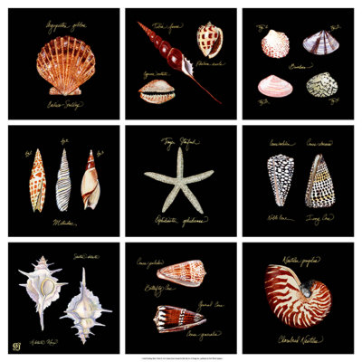 Striking Shells 9-Patch by Ginny Joyner Pricing Limited Edition Print image