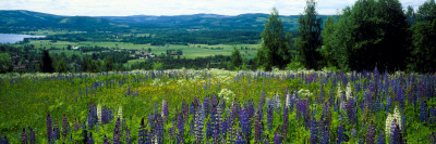 A Field Of Lupines In Sweden by Jorgen Larsson Pricing Limited Edition Print image