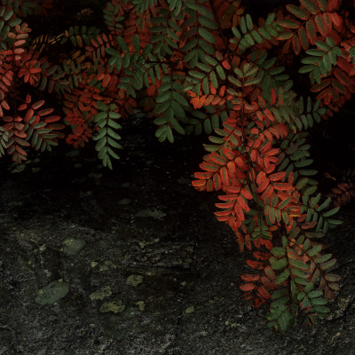 Close-Up Of A Branch Of A Tree by Mikael Andersson Pricing Limited Edition Print image