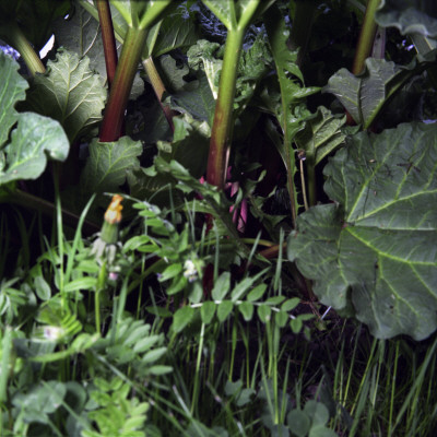 Rhubarb by Mikael Andersson Pricing Limited Edition Print image