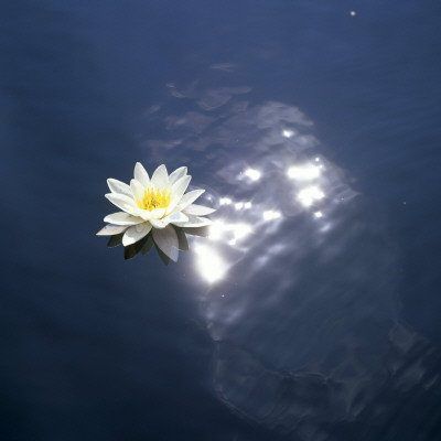 Waterlily by Ove Eriksson Pricing Limited Edition Print image