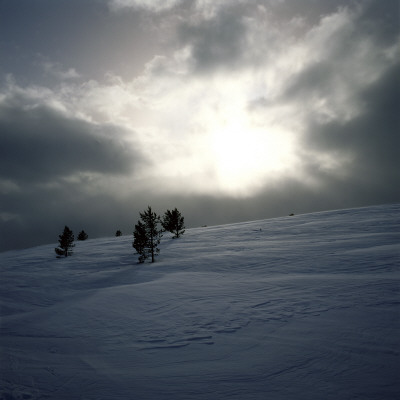 Bushes In A Snowy Hill by Ove Eriksson Pricing Limited Edition Print image