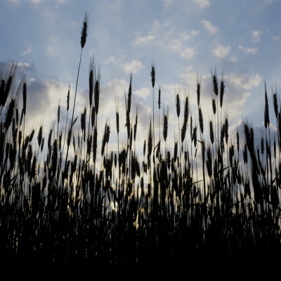 Silhouette Of Corn Crops In A Field by Mikael Andersson Pricing Limited Edition Print image