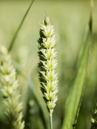 Wheat by Baldur Bragason Pricing Limited Edition Print image