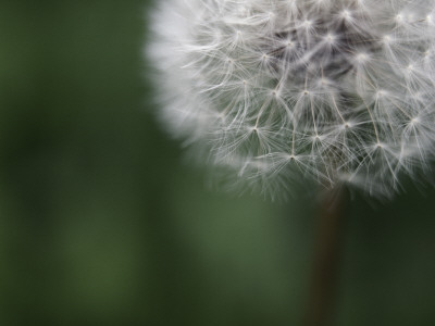Close-Up Of A Dandelion Flower (Taraxacum Officinale) by Atli Mar Pricing Limited Edition Print image