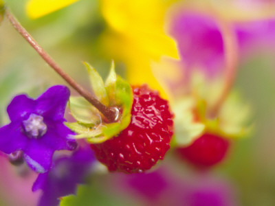 Close-Up Of A Wild Strawberry by Anders Ekholm Pricing Limited Edition Print image