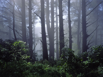 Misty Forest by Bjorn Wiklander Pricing Limited Edition Print image
