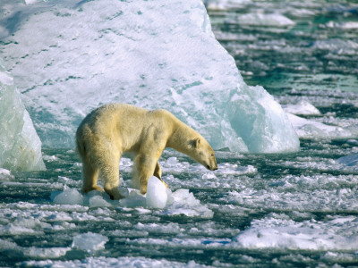 Side Profile Of A Polar Bear Standing On An Iceberg (Ursus Maritimus), Norway by Berndt-Joel Gunnarsson Pricing Limited Edition Print image