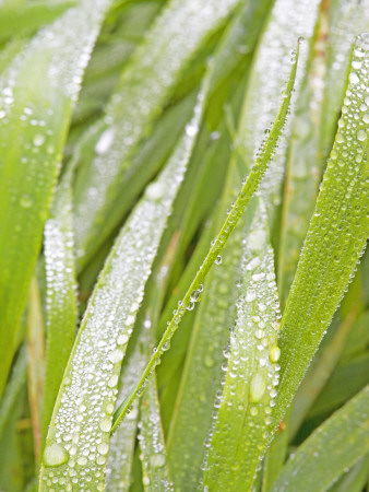 Dew On Grass by Anders Ekholm Pricing Limited Edition Print image
