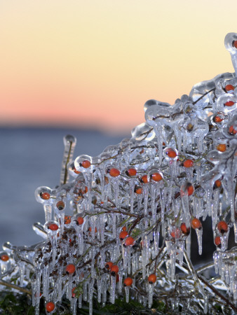 Ice Covered Berries by Berndt-Joel Gunnarsson Pricing Limited Edition Print image