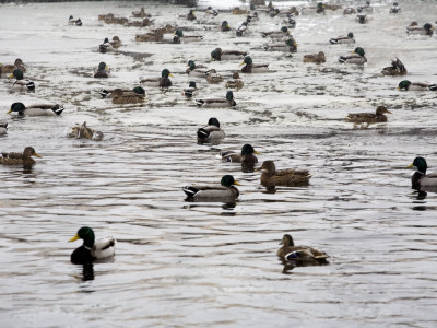 Flock Of Ducks Swimming In A Lake by Andreas Molin Pricing Limited Edition Print image