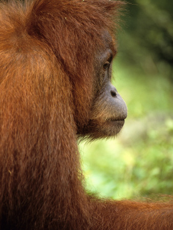 Profile Of An Orang-Utan by Anders Blomqvist Pricing Limited Edition Print image