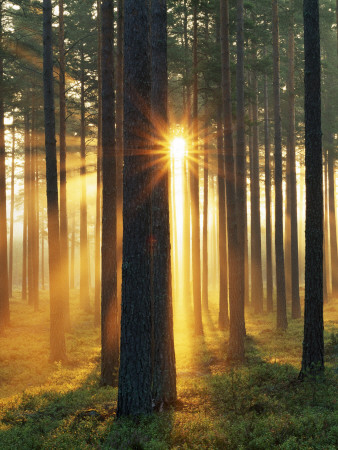Sunlight Shining Through Trees In The Forest, Sodermanland, Sweden by Anders Ekholm Pricing Limited Edition Print image
