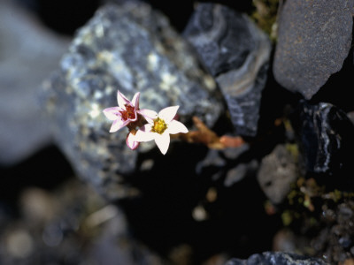Flowers On Stones, Iceland by Ann Eriksson Pricing Limited Edition Print image