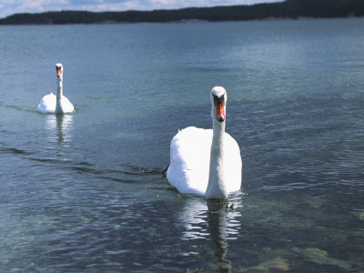 Two Swans On Water by Ann Eriksson Pricing Limited Edition Print image