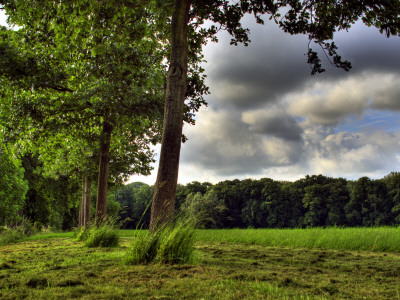 Green Field by Erik Van Hannen Pricing Limited Edition Print image