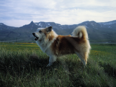 An Icelandic Dog Standing In A Grassy Pasture Below Mountains, Iceland by Erling O Adalsteinsson Pricing Limited Edition Print image
