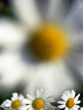 Close-Up Of Daisies by Inger Bladh Pricing Limited Edition Print image