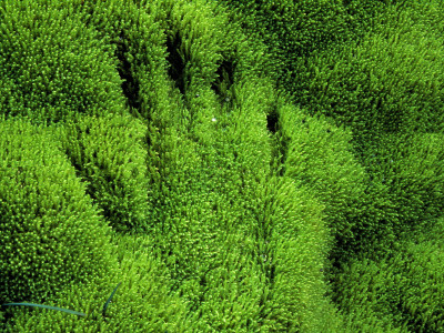 Handprint Impression On Grass by Hakon Agustsson Pricing Limited Edition Print image