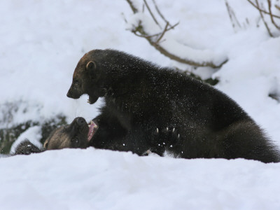 Two Bears Fighting In Snow by Jorgen Larsson Pricing Limited Edition Print image