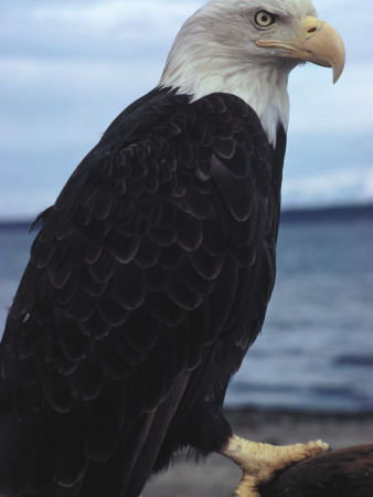 Bald Eagle Perch On A Branch by Jeff Foott Pricing Limited Edition Print image