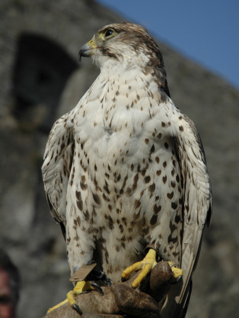 Falcon On Hand by Jeroen Peys Pricing Limited Edition Print image