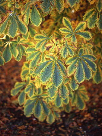 Close-Up Of A Branch With Yellow Green Leaves by Jorgen Larsson Pricing Limited Edition Print image