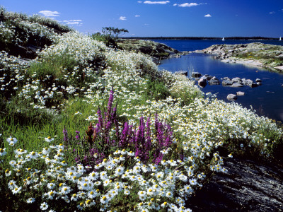Daisies By The Sea In An Archipelago, Sweden by Jorgen Larsson Pricing Limited Edition Print image