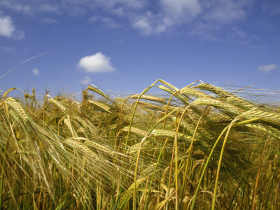 Ripe Wheat by Lena Paterson Pricing Limited Edition Print image