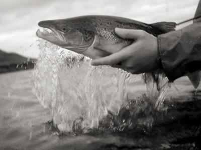 A Person Lifting The Catch Out Of Water by Larus Karl Ingasson Pricing Limited Edition Print image