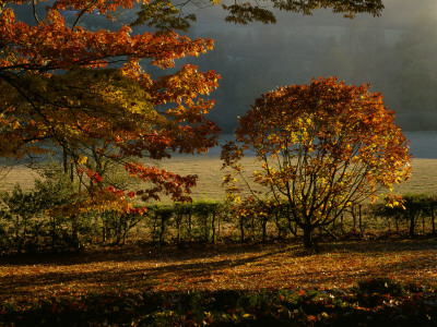 Arley Arboretum, Worcestershire - Evening Light Shining On Oak Trees And Chestnut Leafed Oak by Clive Nichols Pricing Limited Edition Print image